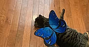 Waddles joined the competition — help win amazing prizes! cat, tabby, butterfly_wings, costume, pet, wooden_floor, indoor, animal, lying_down, striped, playful, domestic_cat, flooring, resting, feline, blue, wings, cute, funny, house