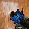 cat, tabby, butterfly_wings, costume, pet, wooden_floor, indoor, animal, lying_down, striped, playful, domestic_cat, flooring, resting, feline, blue, wings, cute, funny, house