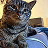 cat, tabby_cat, feline, pet, close_up, paw, whiskers, indoor, bed, blanket, resting, fur, animal, cute, domestic_animal, portrait, looking, relaxed, cozy, soft_surface
