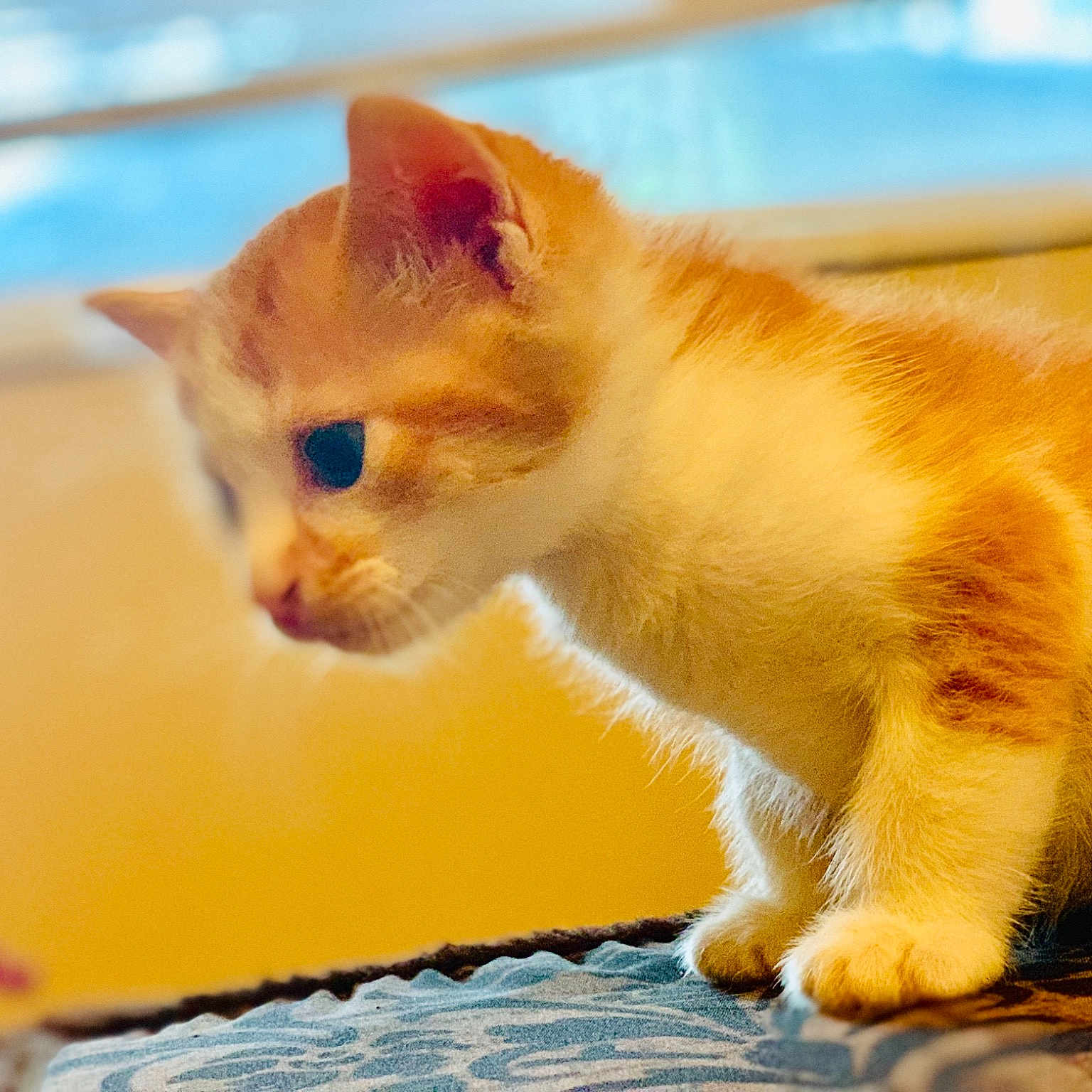 Spartacus is registered to the contest to win money with this photo: aegean_cat, asian, carnivore, cat, domestic_short_haired_cat, european_shorthair, fawn, felidae, fur, kitten, mammal, munchkin, paw, polydactyl_cat, small_to_medium_sized_cats, snout, tabby_cat, whiskers