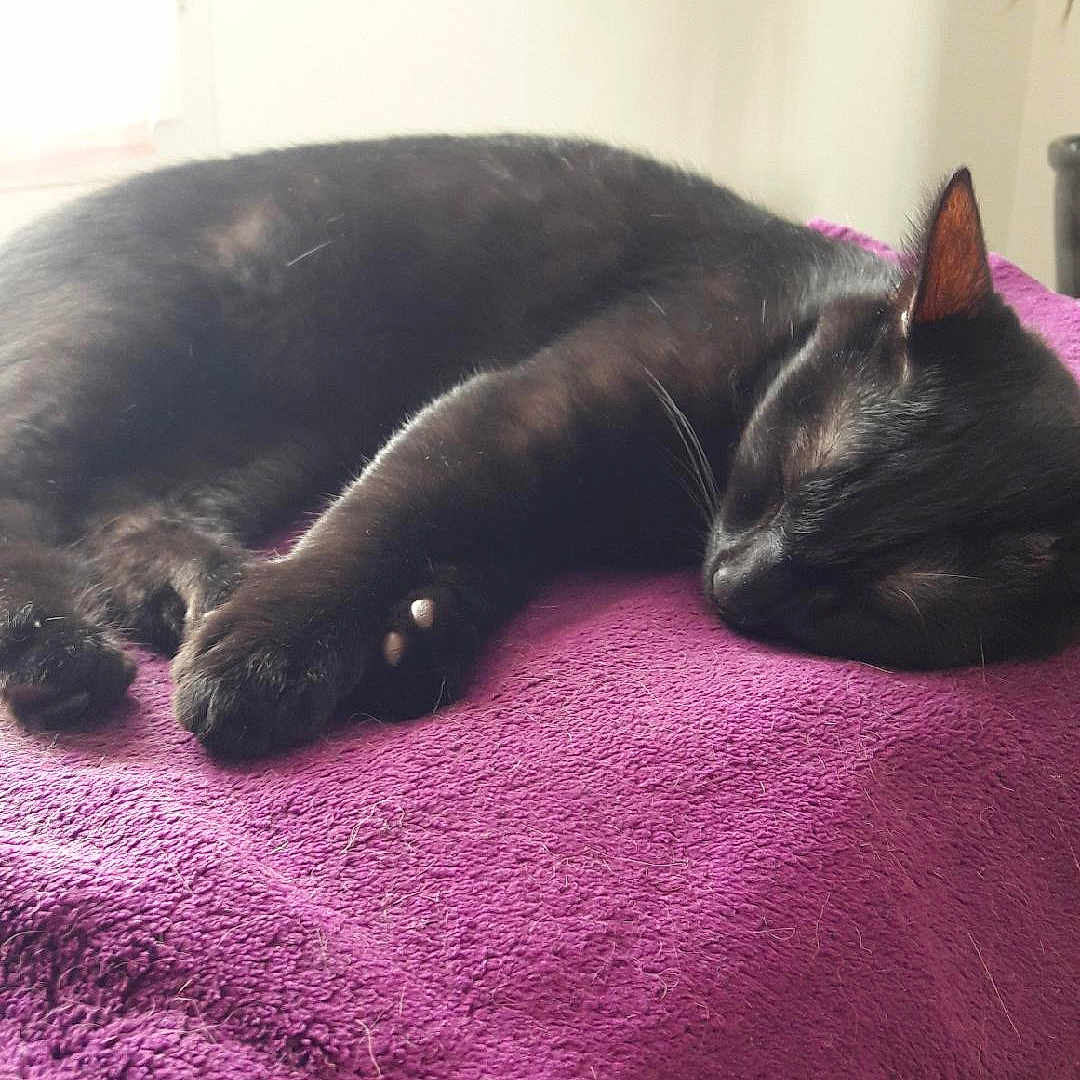 Isis participe au concours pour gagner de l'argent avec cette photo : animal, black_cat, blanket, cat, cozy, domestic_animal, feline, fur, home, indoor, paw, peaceful, pet, purple_blanket, relaxation, resting, sleeping, soft_light, whiskers, window_light