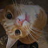 Nuggie joined the competition — help win amazing prizes! cat, orange_cat, white_cat, pet, curious, head_tilt, whiskers, floor, wooden_floor, indoor, close_up, animal, feline, domestic_cat, looking_up, foot, socks, playful, cute, companionship