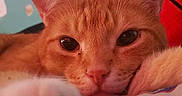 Nuggie joined the competition — help win amazing prizes! cat, orange_cat, tabby, paw, close_up, relaxed, indoor, pet, feline, resting, face, whiskers, ears, bed, cushion, wall, chipped_paint, red_cushion, looking, cozy