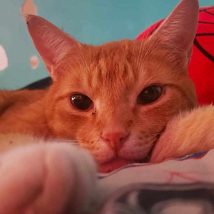 Nuggie joined the competition — help win amazing prizes! cat, orange_cat, tabby, paw, close_up, relaxed, indoor, pet, feline, resting, face, whiskers, ears, bed, cushion, wall, chipped_paint, red_cushion, looking, cozy