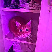 Nuggie joined the competition — help win amazing prizes! cat, orange_cat, shelf, clothes, folded_clothes, indoor, pet, curious, wide_eyes, feline, cabinet, purple_light, pink_light, cozy, domestic, fur, whiskers, looking_up, resting, household