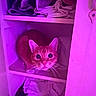 cat, orange_cat, shelf, clothes, folded_clothes, indoor, pet, curious, wide_eyes, feline, cabinet, purple_light, pink_light, cozy, domestic, fur, whiskers, looking_up, resting, household