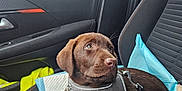 Alba participe au concours pour gagner de l'argent avec cette photo : dog, puppy, labrador, chocolate, car, car_interior, seat, harness, rain, window, wet_window, toy, blue_pad, gray_harness, pet, animal, leash, furry, looking_sideways, cozy