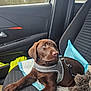 dog, puppy, labrador, chocolate, car, car_interior, seat, harness, rain, window, wet_window, toy, blue_pad, gray_harness, pet, animal, leash, furry, looking_sideways, cozy