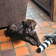 Alba a rejoint le concours — aidez-le/la à gagner de superbes lots ! puppy, dog, brown, harness, toy, raccoon_tail, floor, tile, indoor, pet, young, cute, animal, fur, lying_down, curious, domestic, companion, playful, resting