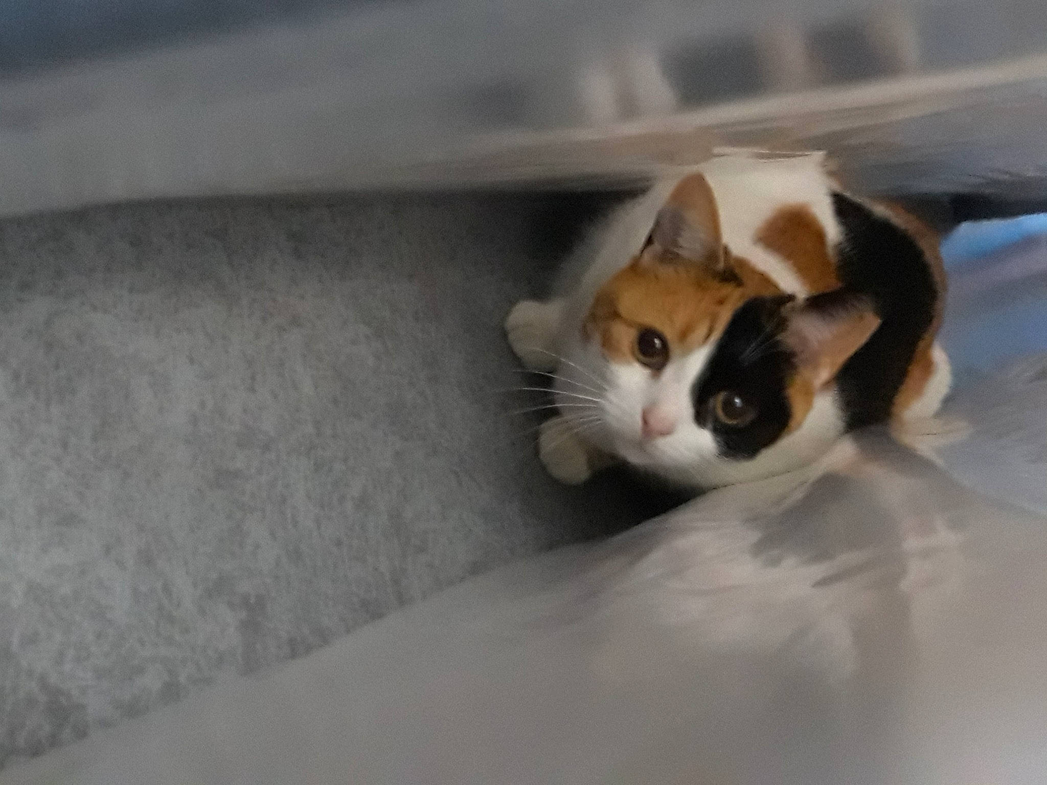 Malice a rejoint le concours — aidez-le/la à gagner de superbes lots ! carnivore, cat, claw, dog_breed, domestic_short_haired_cat, fawn, felidae, flooring, fur, hardwood, paw, room, small_to_medium_sized_cats, snout, tail, terrestrial_animal, whiskers, wood