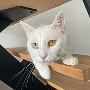 Chazz a rejoint le concours — aidez-le/la à gagner de superbes lots ! cat, white_cat, heterochromia, blue_eye, amber_eye, staircase, wood, paw, whiskers, pet, animal, feline, indoor, curious, close_up, portrait, relaxed, cute, domestic_cat, stairs