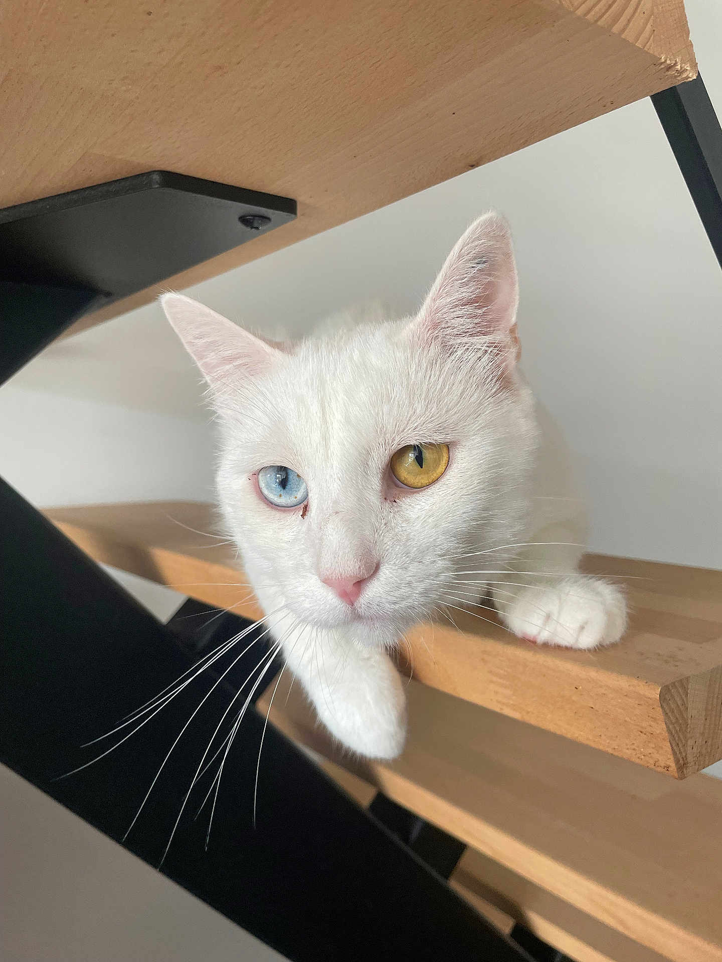 Chazz a rejoint le concours — aidez-le/la à gagner de superbes lots ! cat, white_cat, heterochromia, blue_eye, amber_eye, staircase, wood, paw, whiskers, pet, animal, feline, indoor, curious, close_up, portrait, relaxed, cute, domestic_cat, stairs