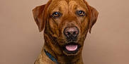 Jethro joined the competition — help win amazing prizes! animal, background, brown_dog, canine, closeup, collar, dog, domestic_animal, ears, expression, friendly, fur, looking, mammal, mouth, nose, pet, portrait, studio, tongue