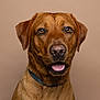 animal, background, brown_dog, canine, closeup, collar, dog, domestic_animal, ears, expression, friendly, fur, looking, mammal, mouth, nose, pet, portrait, studio, tongue