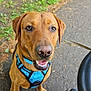 Jethro joined the competition — help win amazing prizes! animal, blue_harness, brown_dog, canine, closeup, dog, ears, friendly, greenery, happy, leash, looking_up, mouth_open, nature, outdoor, path, pavement, pet, sitting, walking