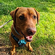 Jethro is registered to the contest to win money with this photo: animal, brown_dog, canine, close_up, daylight, dog, ears, grass, happy, harness, leash, mammal, nature, outdoor, pet, playful, snout, sunlight, tongue_out, walking