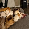 Bruce is registered to the contest to win money with this photo: dog, pet, indoor, couch, relaxed, lying_down, brown_and_white, cozy, paws, fur, home, floor, door, chair, animal, canine, comfort, resting, domestic, household