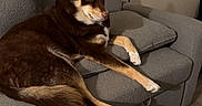Bruce joined the competition — help win amazing prizes! animal, brown_dog, canine, couch, dog, domestic_animal, floor, fur, furniture, gray_couch, indoor, living_room, lying_down, paw, pet, relaxed, resting, shadow, side_view, wood_floor