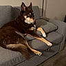 Bruce joined the competition — help win amazing prizes! dog, brown_dog, couch, gray_couch, indoor, living_room, pet, relaxed, lying_down, paw, fur, canine, animal, domestic_animal, floor, wood_floor, furniture, resting, side_view, shadow