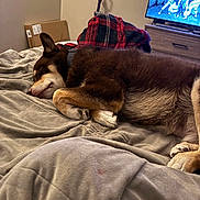 Bruce is registered to the contest to win money with this photo: dog, sleeping, bed, blanket, plaid, television, animated_show, naruto, indoor, cozy, brown_dog, tan_dog, fur, paw, resting, cushion, furniture, drawer, relaxation, quiet
