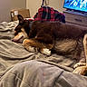 dog, sleeping, bed, blanket, plaid, television, animated_show, naruto, indoor, cozy, brown_dog, tan_dog, fur, paw, resting, cushion, furniture, drawer, relaxation, quiet
