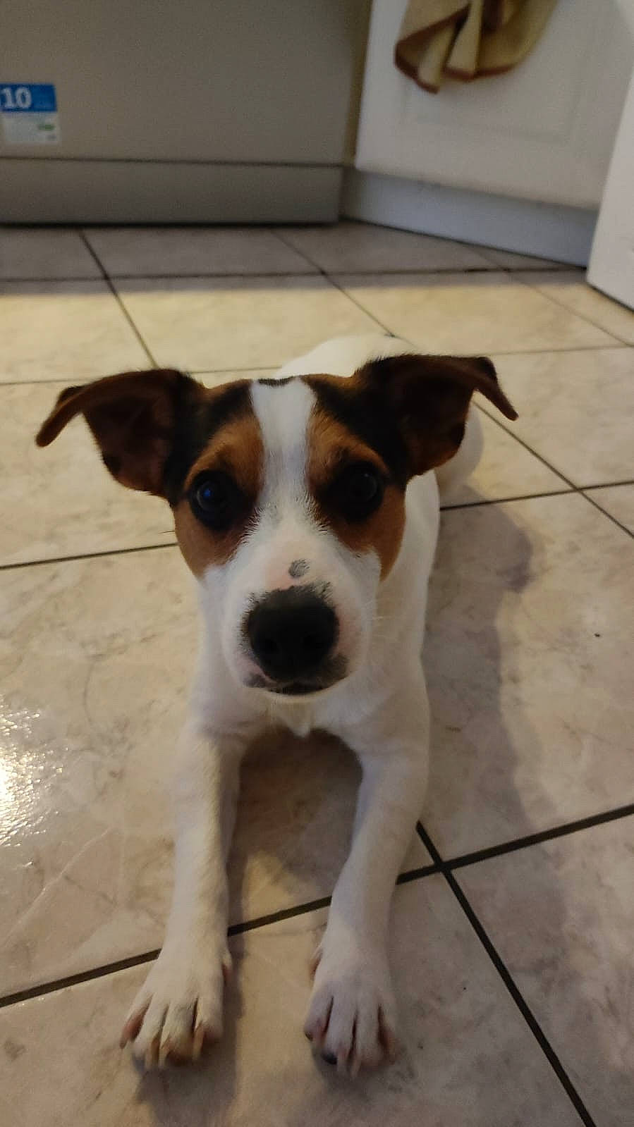 Texas participe au concours pour gagner de l'argent avec cette photo : canidae, carnivore, collar, companion_dog, dog, dog_breed, fawn, flooring, non_sporting_group, paw, puppy, sporting_group, street_dog, tile_flooring, whiskers, working_animal, working_dog