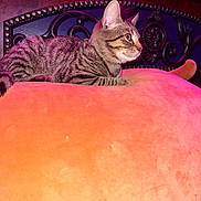 Luna is registered to the contest to win money with this photo: cat, tabby_cat, striped, cushion, orange, plush, indoor, furniture, headboard, decorative, purple_light, pink_light, pet, resting, closeup, side_view, animal, cozy, relaxed, mammal