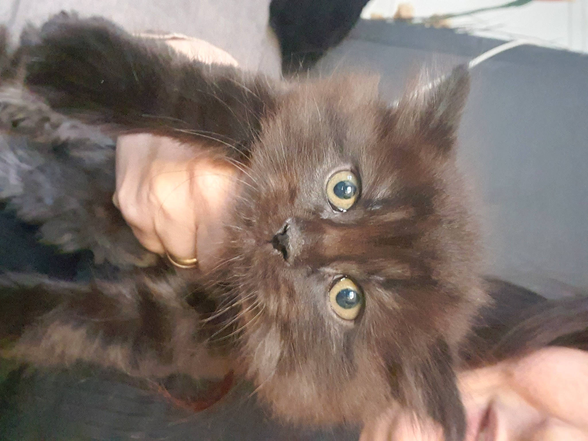 Odin participe au concours pour gagner de l'argent avec cette photo : british_longhair, carnivore, cat, claw, comfort, domestic_short_haired_cat, ear, fawn, felidae, fur, liver, paw, small_to_medium_sized_cats, snout, tail, terrestrial_animal, whiskers