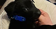 Ace is registered to the contest to win money with this photo: puppy, dog, black_dog, pet, animal, blue_collar, bed, blanket, bedroom, hand, human, cuddling, lying_down, portrait, close_up, wide_eyes, floppy_ears, black_fur, indoor, cozy