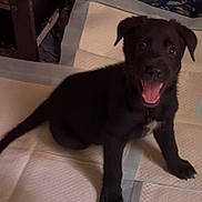 Ace joined the competition — help win amazing prizes! puppy, dog, black_dog, pet, animal, sitting, open_mouth, tongue, happy, playful, portrait, indoor, training_pad, floor, bedding, home, eyes, floppy_ears, fur, photography