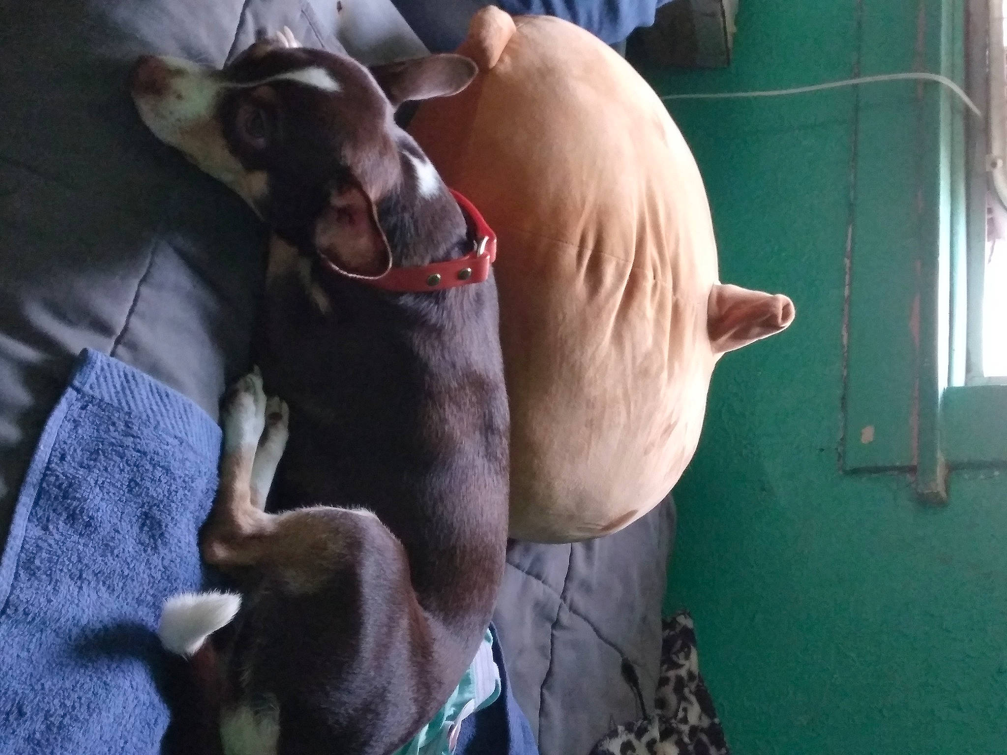 Ana is registered to the contest to win money with this photo: bovine, canidae, companion_dog, dog_breed, ear, fawn, felidae, goat, goats, grass, livestock, small_to_medium_sized_cats, snout, sporting_group, tail, terrestrial_animal, weimaraner, whiskers, working_animal, wrinkle