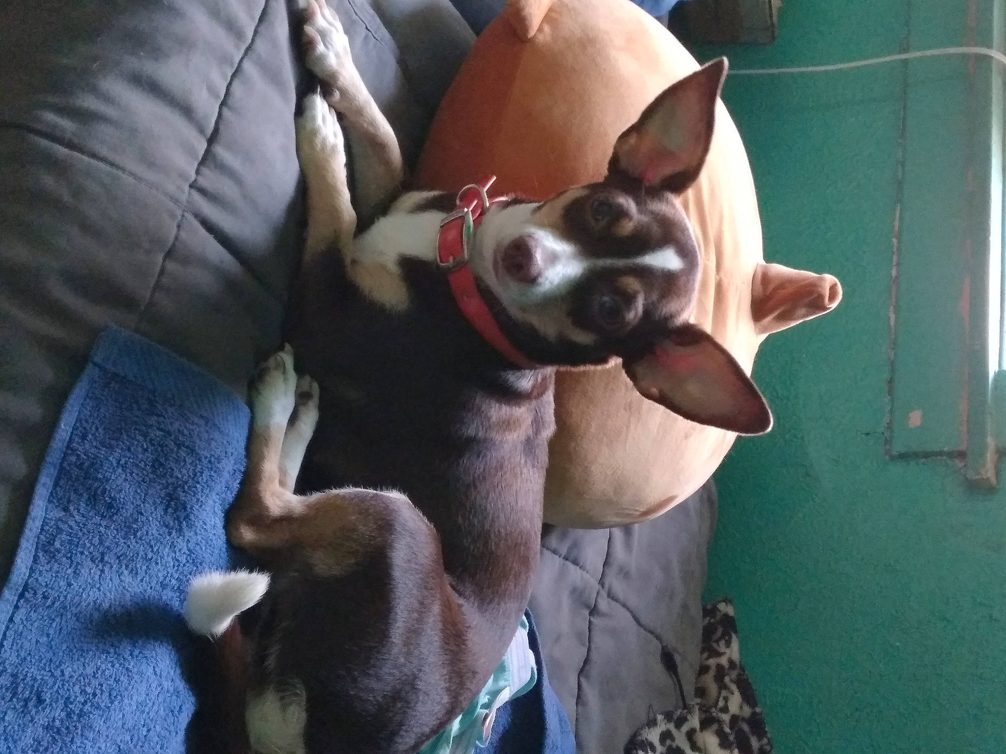 Ana joined the competition — help win amazing prizes! boston_terrier, canidae, carnivore, comfort, companion_dog, dog, dog_breed, ear, fawn, non_sporting_group, siberian_husky, sporting_group, toy_dog, working_animal, working_dog