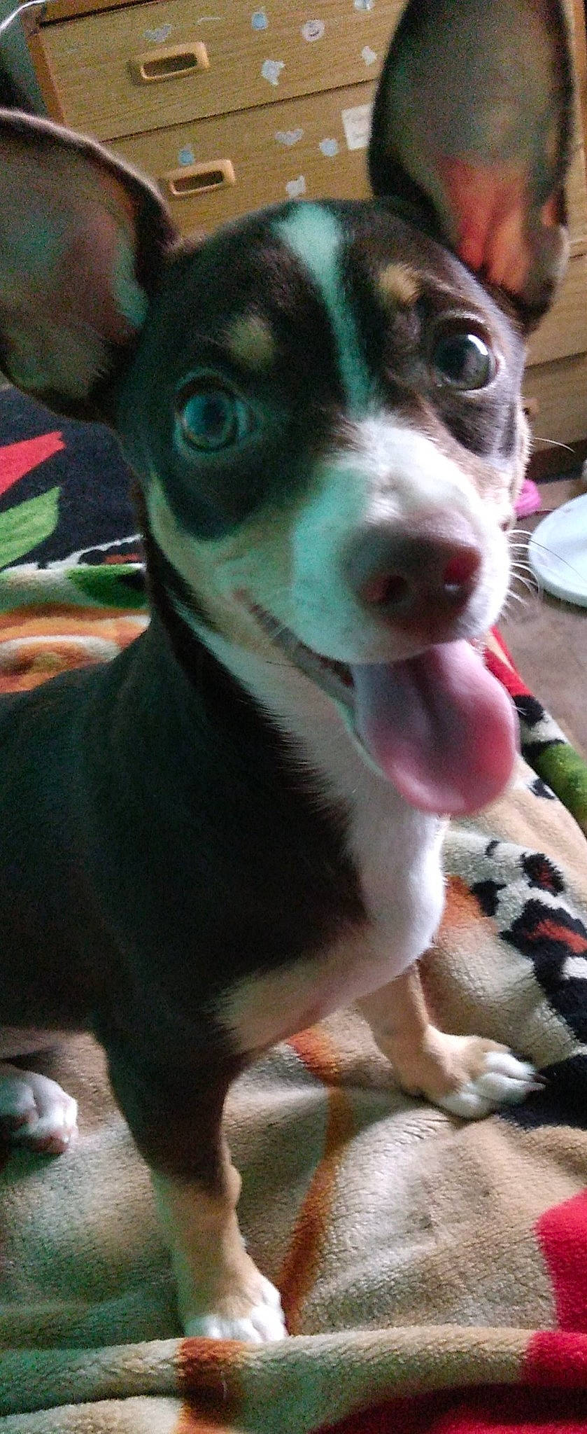 Ana joined the competition — help win amazing prizes! ancient_dog_breeds, canidae, carnivore, collar, companion_dog, dog, dog_breed, dog_collar, fawn, fur, non_sporting_group, photography, serveware, snout, sporting_group, terrestrial_animal, terrier, whiskers, working_animal, working_dog