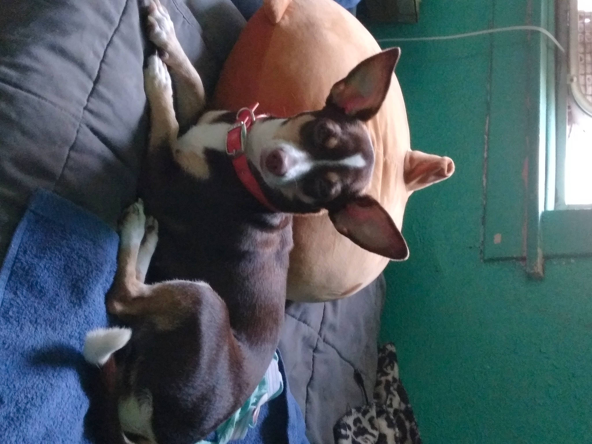 Ana joined the competition — help win amazing prizes! boston_terrier, canidae, carnivore, comfort, companion_dog, dog, dog_breed, ear, fawn, non_sporting_group, snout, sporting_group, toy_dog, whiskers, working_animal