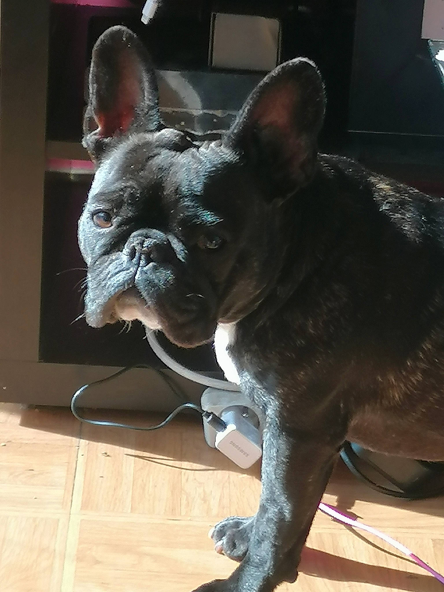 Lea participe au concours pour gagner de l'argent avec cette photo : boston_terrier, bulldog, canidae, carnivore, companion_dog, dog, dog_breed, ear, fawn, french_bulldog, mammal, non_sporting_group, snout, vertebrate