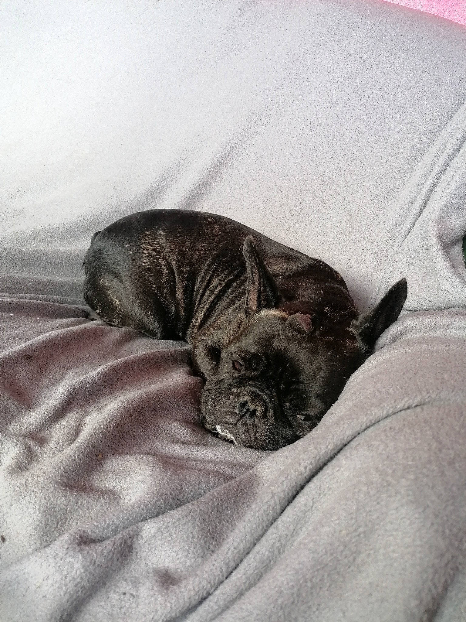 Lea a rejoint le concours — aidez-le/la à gagner de superbes lots ! american_shorthair, bed, canidae, carnivore, cat, comfort, fawn, felidae, fur, kitten, nap, sleep, small_to_medium_sized_cats, snout, tabby_cat, whiskers