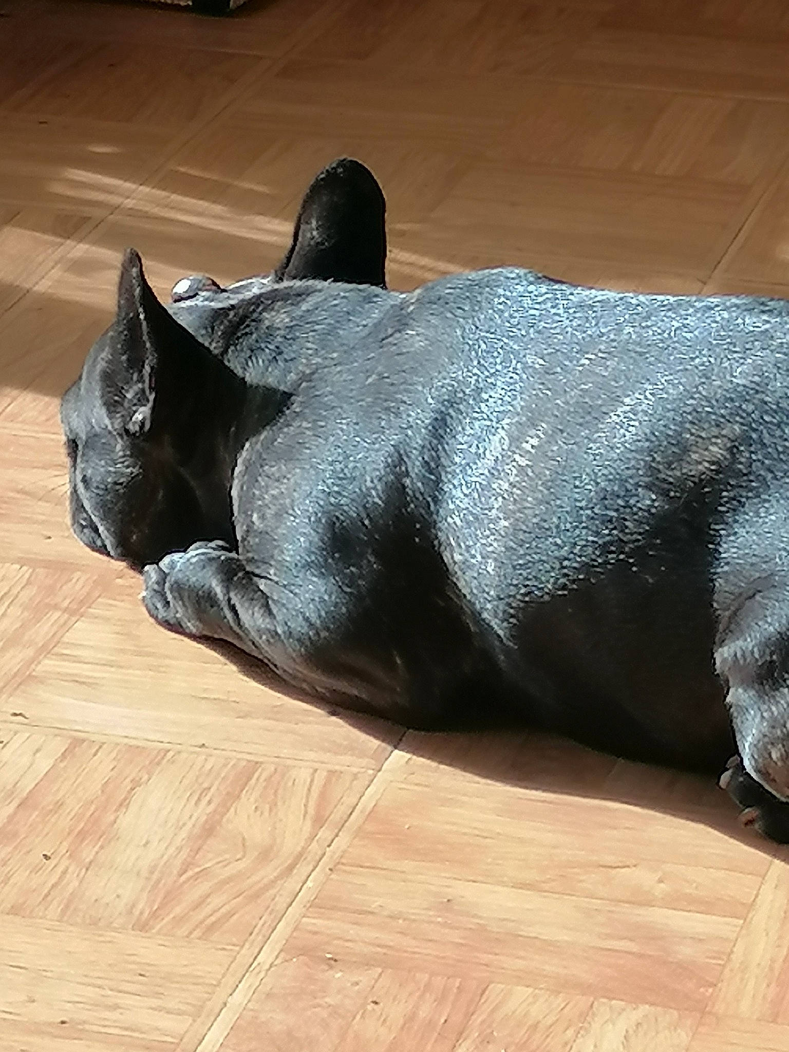 Lea a rejoint le concours — aidez-le/la à gagner de superbes lots ! black, canidae, carnivore, cat, chartreux, dog_breed, fawn, felidae, floor, flooring, non_sporting_group, russian_blue, small_to_medium_sized_cats, snout, sporting_group, tail, whiskers