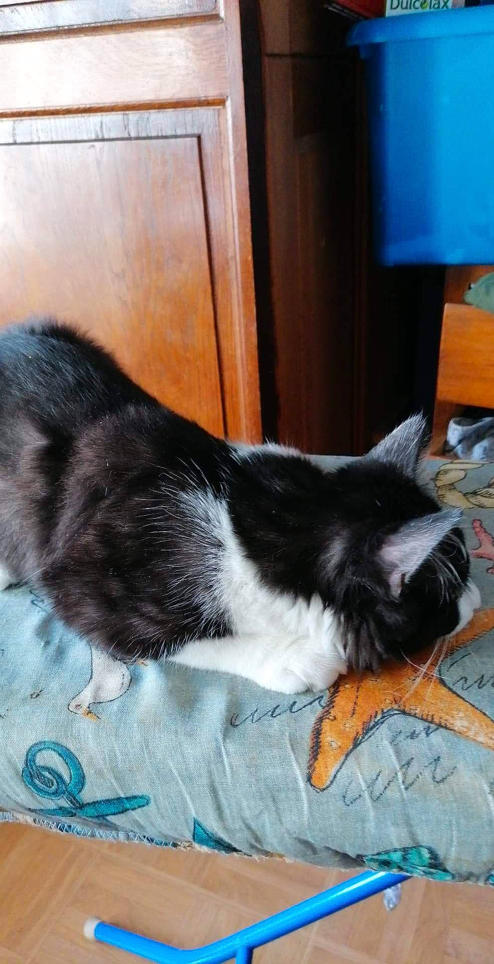 Rio participe au concours pour gagner de l'argent avec cette photo : border_collie, canidae, carnivore, cat, dog, dog_breed, felidae, mammal, small_to_medium_sized_cats, tail, vertebrate, whiskers