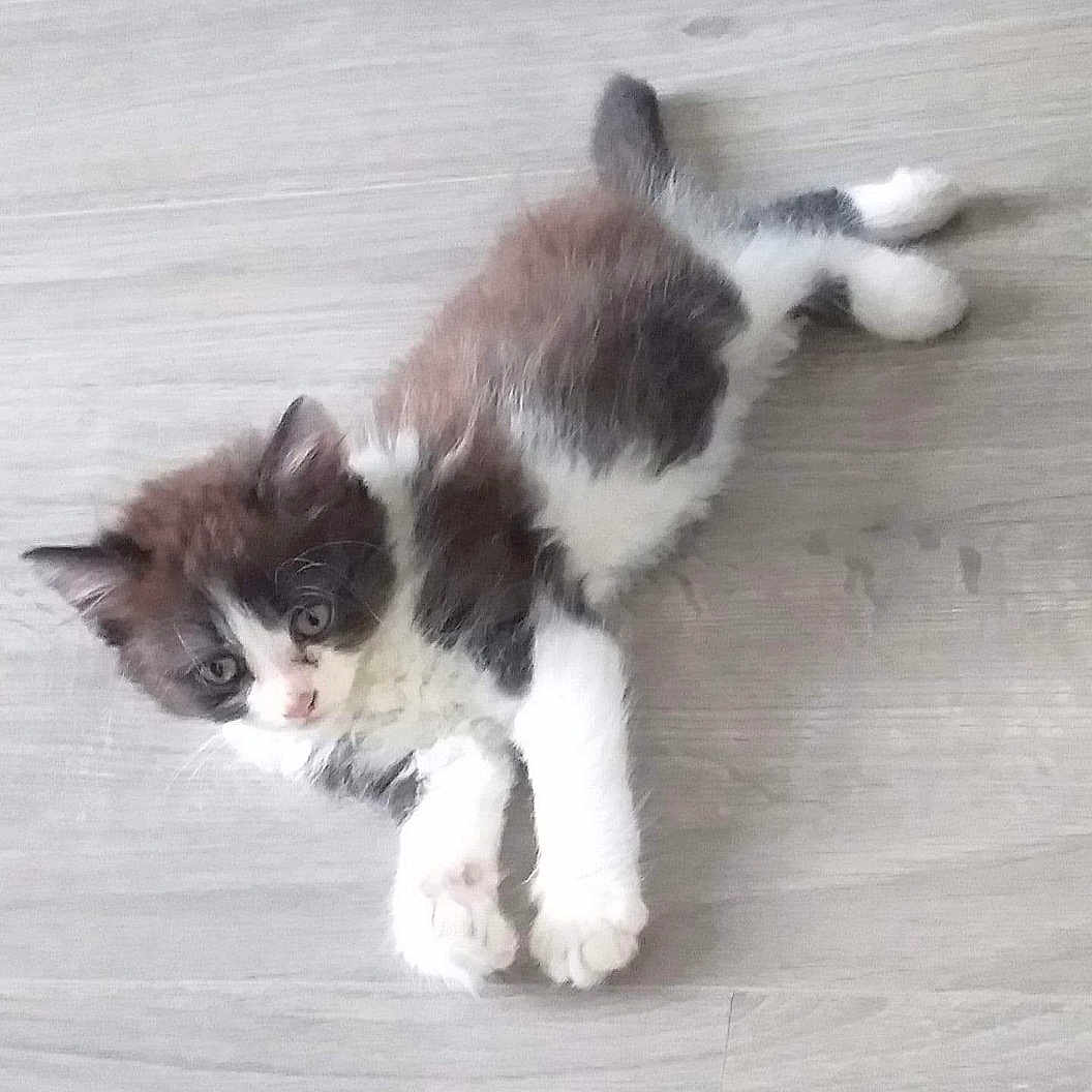 Rio