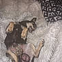 animal, bed, bedroom, blanket, canine, chihuahua, couch, dog, furniture, germanshepherd, homedecor, hound, husky, indoors, person, pet, puppy, quilt, room, sleeping