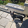 Roy participe au concours pour gagner de l'argent avec cette photo : accessories, animal, boy, canine, chihuahua, child, clothing, dog, flagstone, footwear, male, path, person, pet, plant, road, shoe, slate, strap, walkway