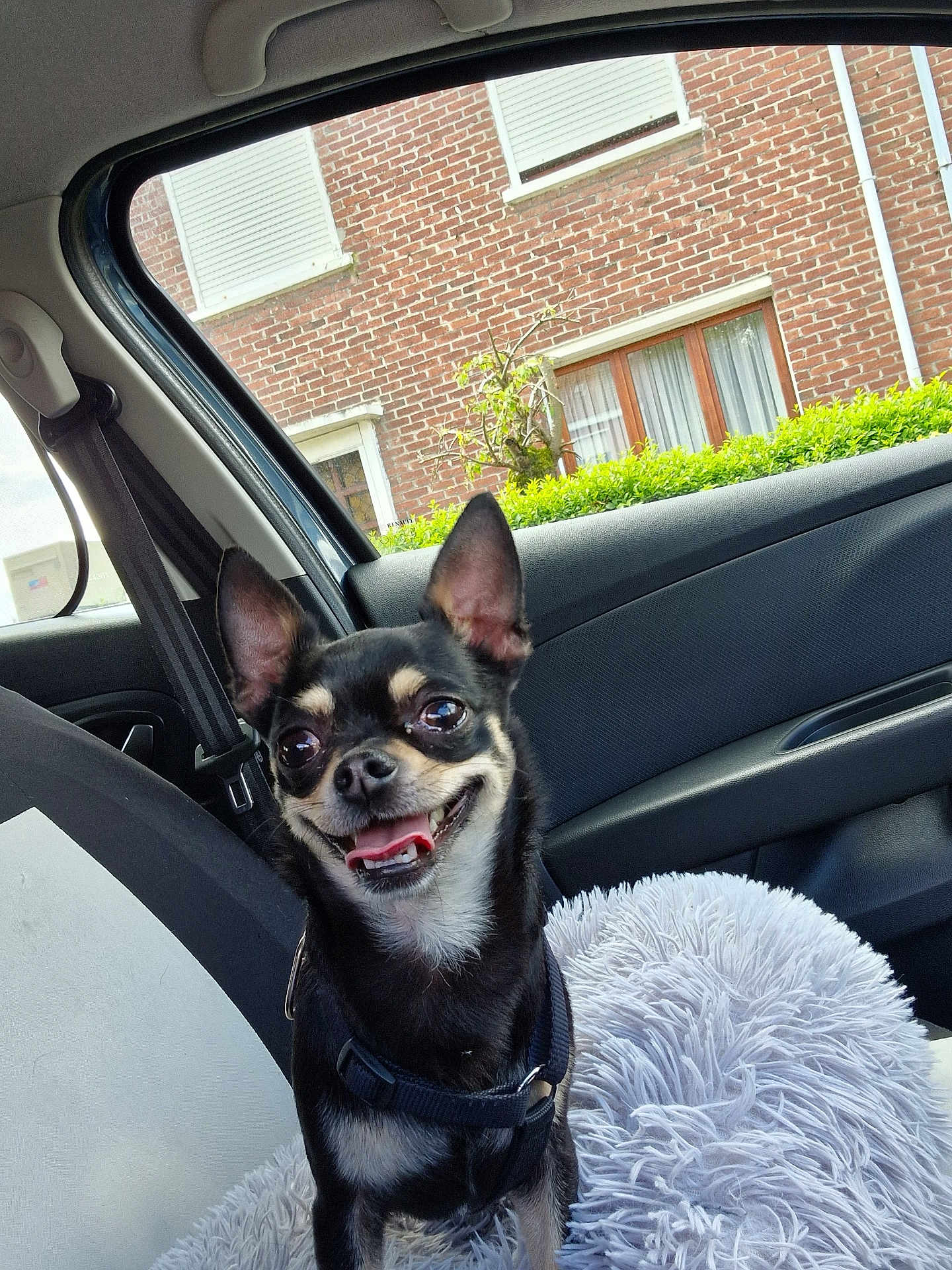Roy participe au concours pour gagner de l'argent avec cette photo : accessories, alloywheel, animal, belt, canine, car, car_interior, carseat, carwheel, chihuahua, cushion, dog, homedecor, husky, machine, pet, puppy, spoke, transportation, vehicle