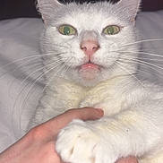 Isis a rejoint le concours — aidez-le/la à gagner de superbes lots ! cat, white_cat, green_eyes, pet, animal, hand, holding, fur, whiskers, close_up, indoor, cute, paw, face, expression, domestic_cat, mammal, feline, portrait, human_hand