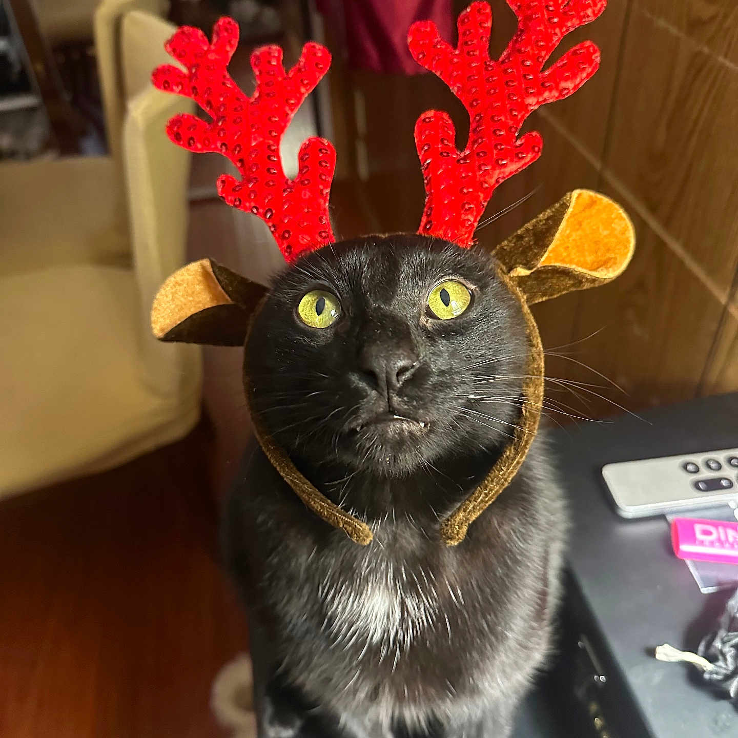 Loki joined the competition — help win amazing prizes! angora, animal, art, blackcat, cat, electronics, flower, furniture, hardware, hardwood, indoors, interiordesign, kitten, manx, mobilephone, pet, phone, plant, toy, wood