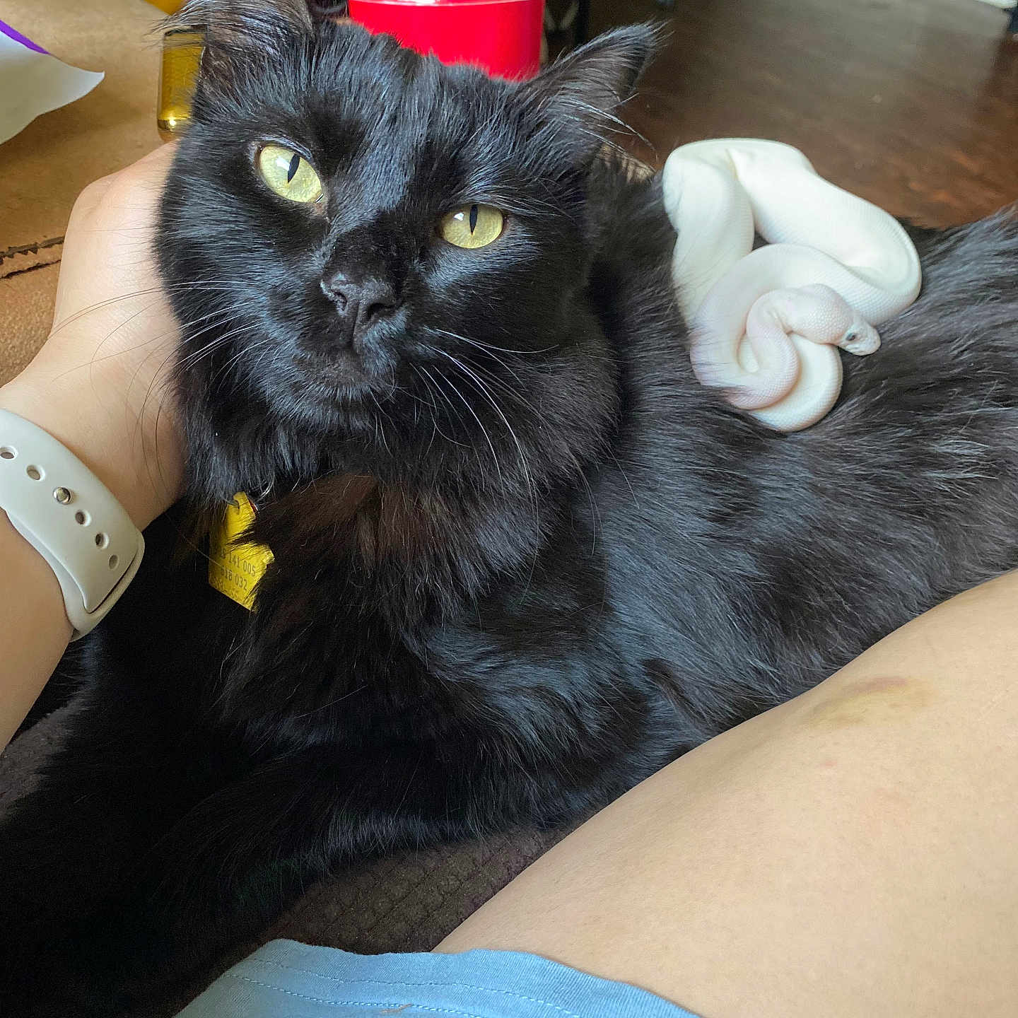 Toothless is registered to the contest to win money with this photo: accessories, animal, blackcat, bodypart, cat, clothing, couch, face, furniture, glove, hand, head, indoors, interiordesign, kitten, manx, person, pet, photography, portrait