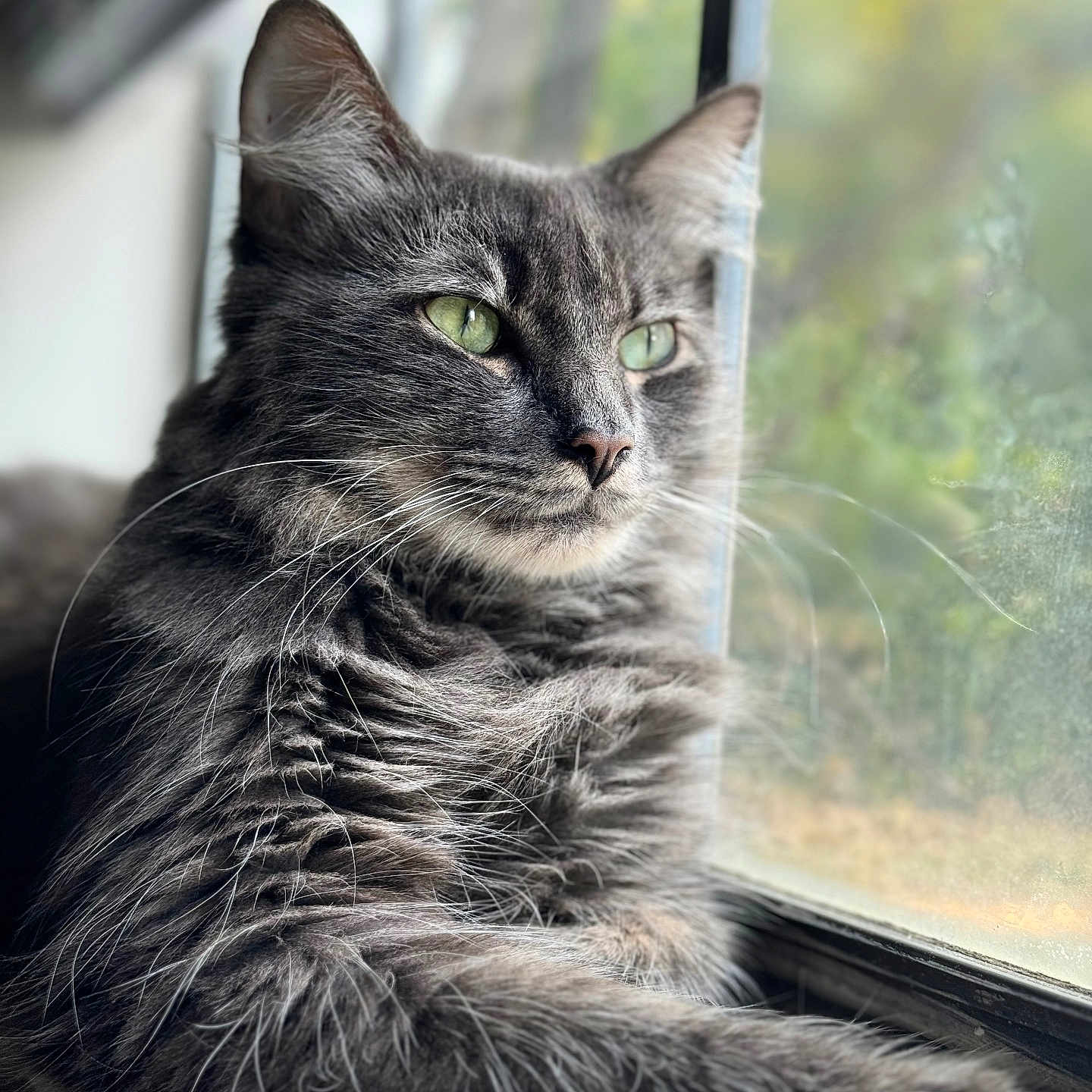 Mikko