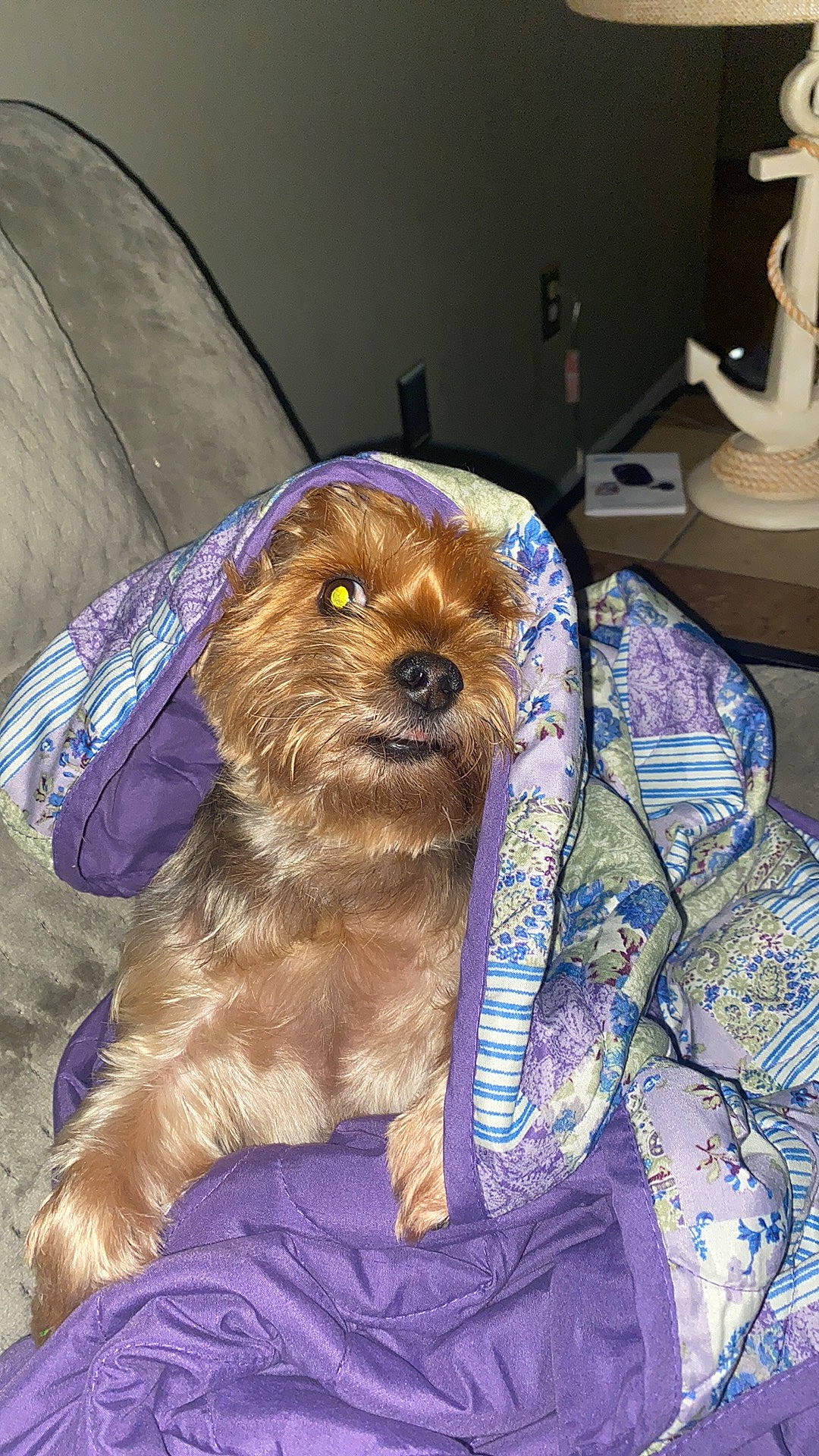 Mr Bojangles is registered to the contest to win money with this photo: border_terrier, carnivore, comfort, companion_dog, dog, dog_breed, dog_clothes, fur, hat, kitchen_appliance, liver, paper_towel, puppy_love, small_terrier, sporting_group, terrestrial_animal, terrier, toy_dog, whiskers, working_animal