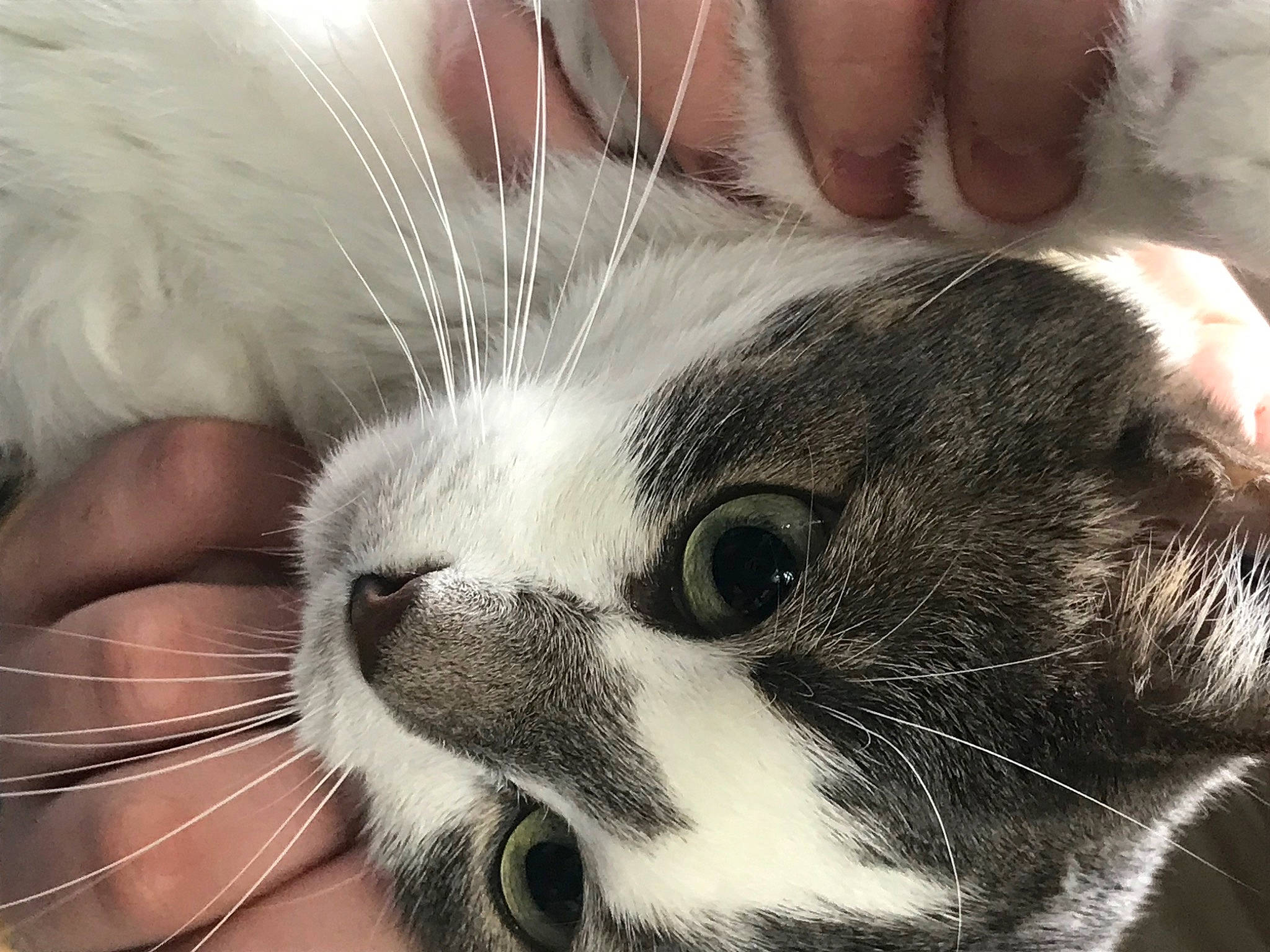 Mioune a rejoint le concours — aidez-le/la à gagner de superbes lots ! carnivore, cat, claw, close_up, comfort, comfort_food, domestic_short_haired_cat, ear, eye, felidae, fur, nail, nap, paw, photo_caption, sleep, small_to_medium_sized_cats, snout, terrestrial_animal, whiskers