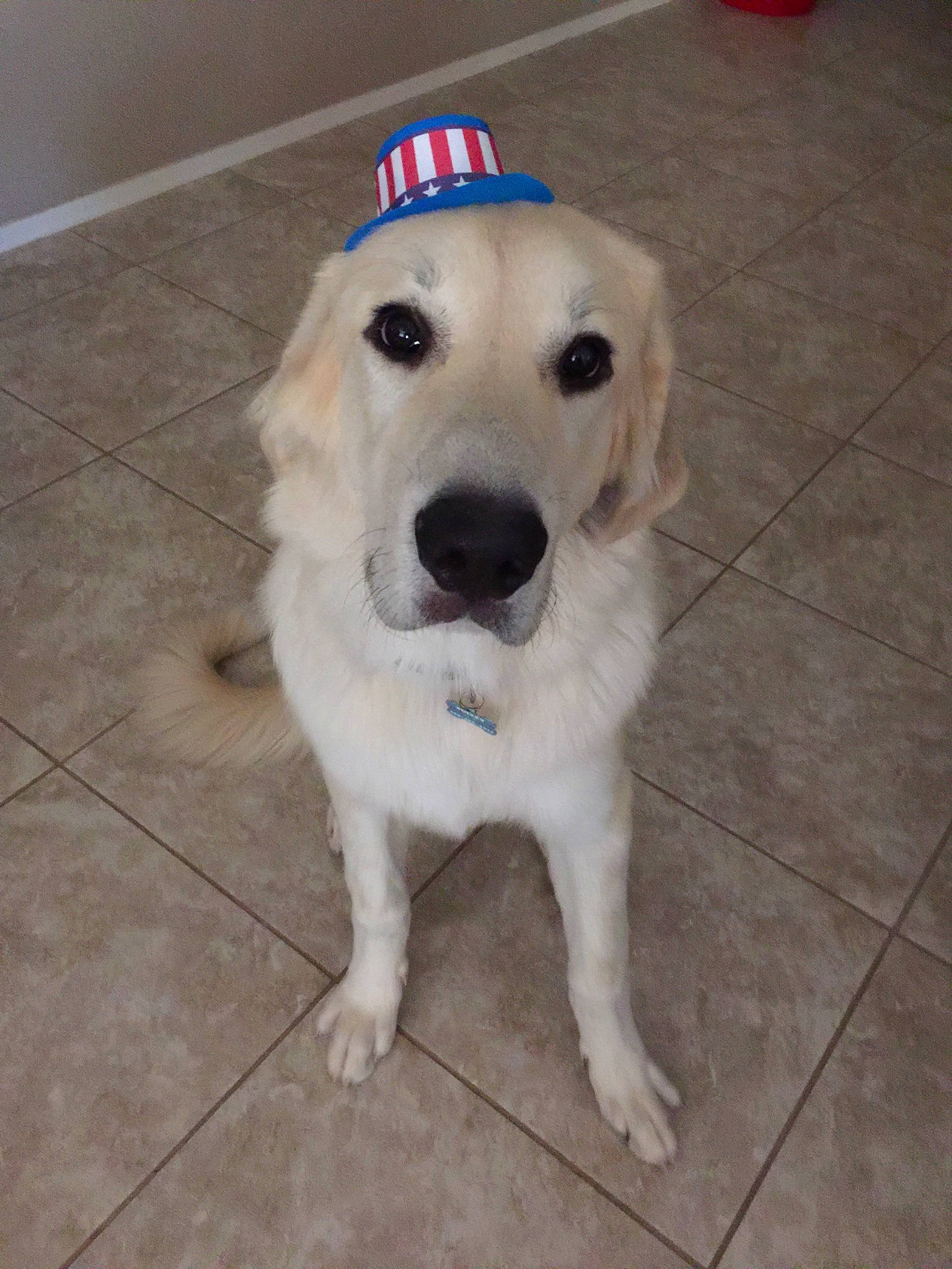 Sulley joined the competition — help win amazing prizes! akbash_dog, beagador, canidae, carnivore, companion_dog, dog, dog_breed, fawn, golden_retriever, labrador_retriever, mammal, mucuchies, nose, puppy, rare_breed_dog, retriever, small_greek_domestic_dog, snout, sporting_group, vertebrate