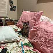 Onyx joined the competition — help win amazing prizes! cat, kitten, tabby, animal, pet, bedroom, bed, pillows, pink_pillows, floral_bedspread, blanket, remote_control, toy_wand, indoor, home, furniture, window, shutters, sitting, portrait